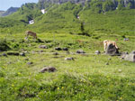 gal/2010/07 - Sella Ronda Bike Day 2010/05 - SellaRonda_Bike_Day/03 - Il mitico Passo Pordoi/_thb_7P6270170-01.jpg